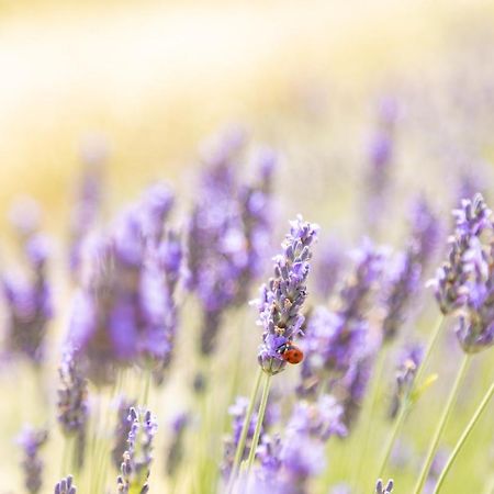 Agriturismo La Valle Della Lavanda - Podere Mezzastrada Fauglia Экстерьер фото
