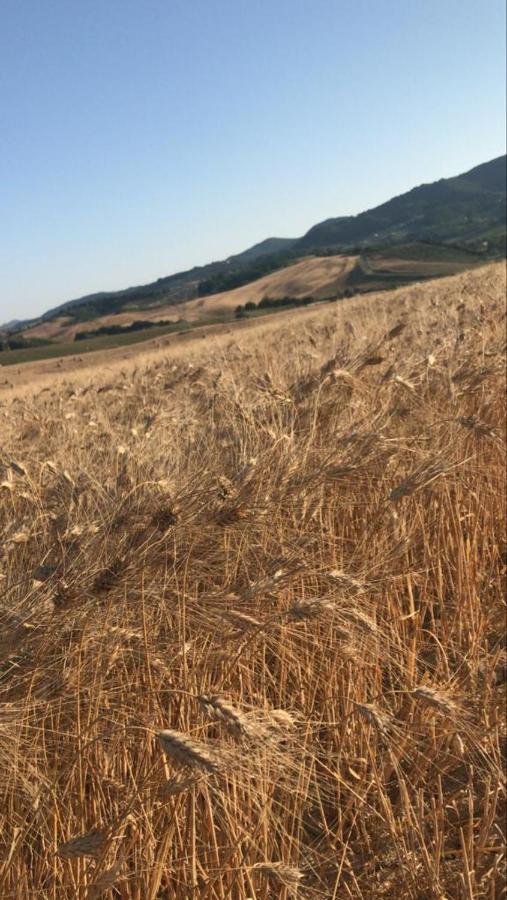 Agriturismo La Valle Della Lavanda - Podere Mezzastrada Fauglia Экстерьер фото