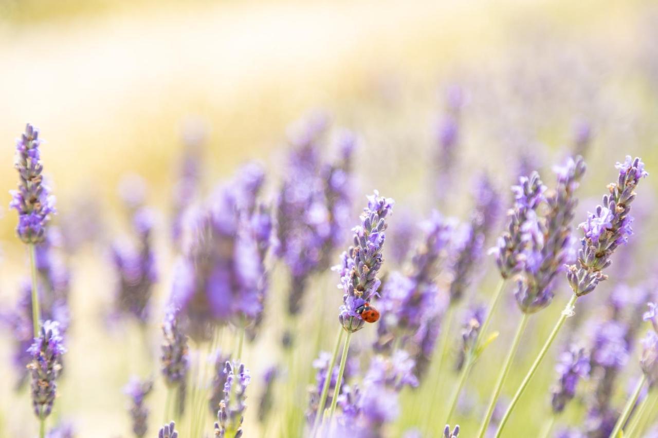 Agriturismo La Valle Della Lavanda - Podere Mezzastrada Fauglia Экстерьер фото