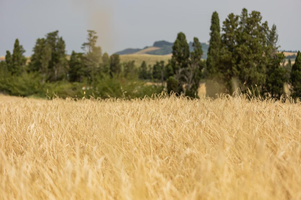 Agriturismo La Valle Della Lavanda - Podere Mezzastrada Fauglia Экстерьер фото